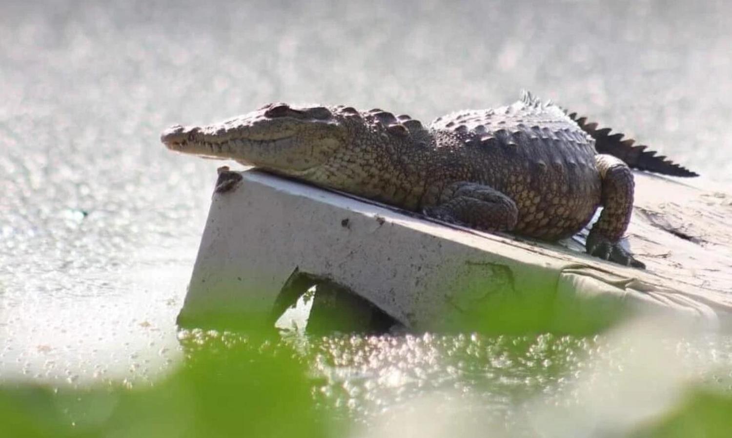 Cuautitlán Izcalli: Vecinos Aseguran que Cocodrilos en la Laguna la Piedad son un Atractivo Turístico