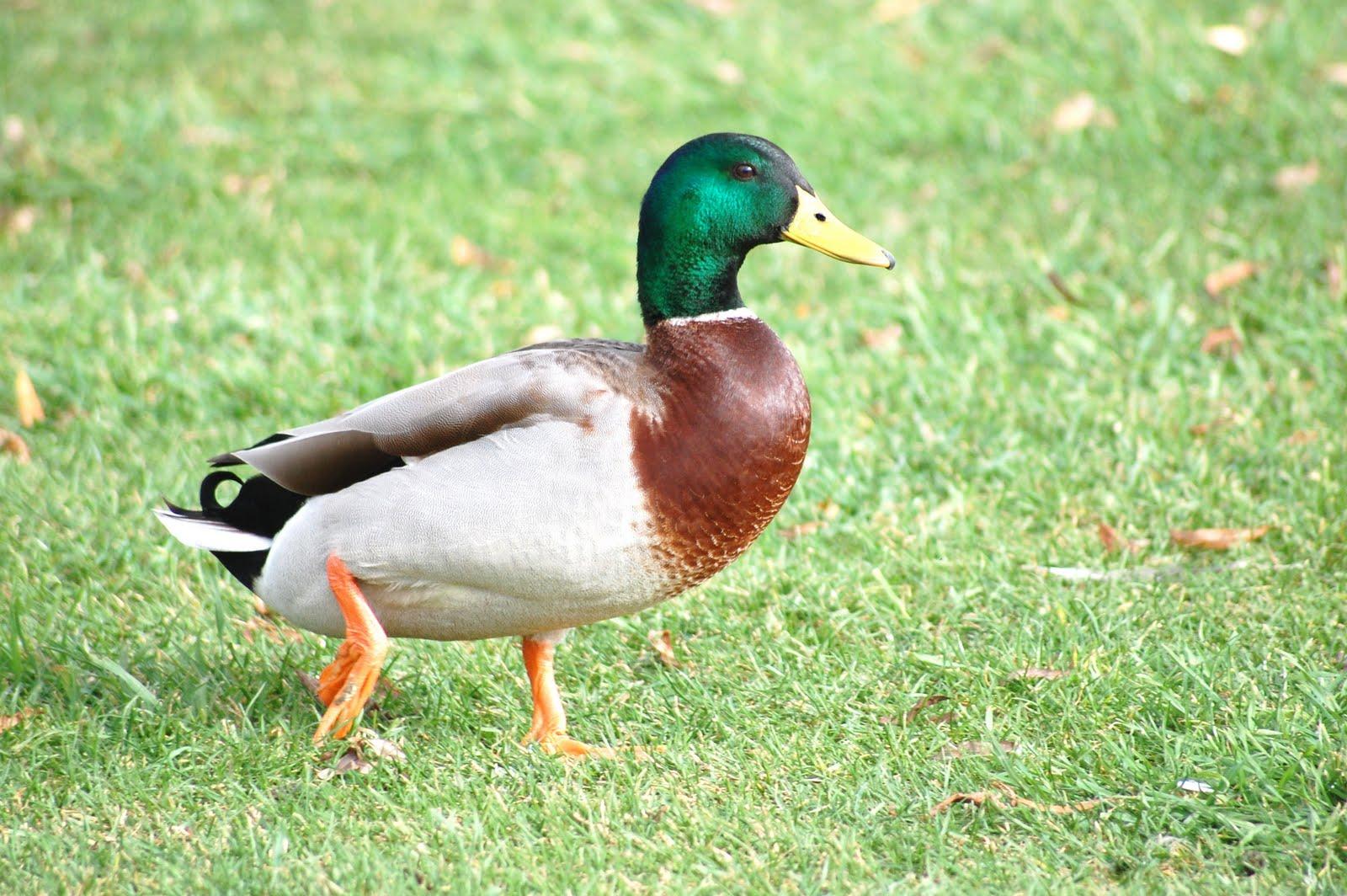 Los Patos: Maravillas de la Naturaleza