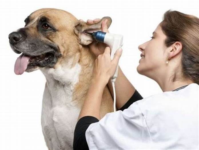 Otitis en Perros y Gatos: causas, síntomas y soluciones efectivas.