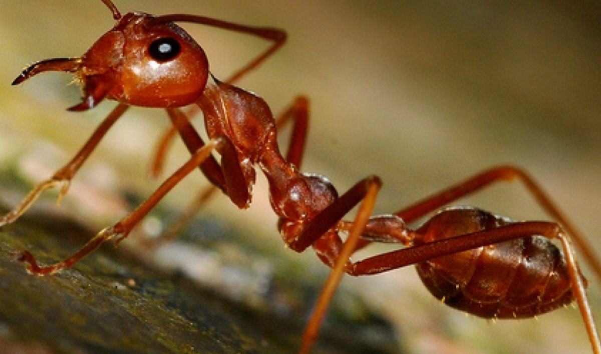 Las Hormigas: Pequeñas Maravillas del Mundo Natural