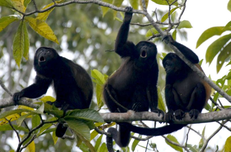 Alerta de Biodiversidad: El peligro de extinción del mono aullador se intensifica.