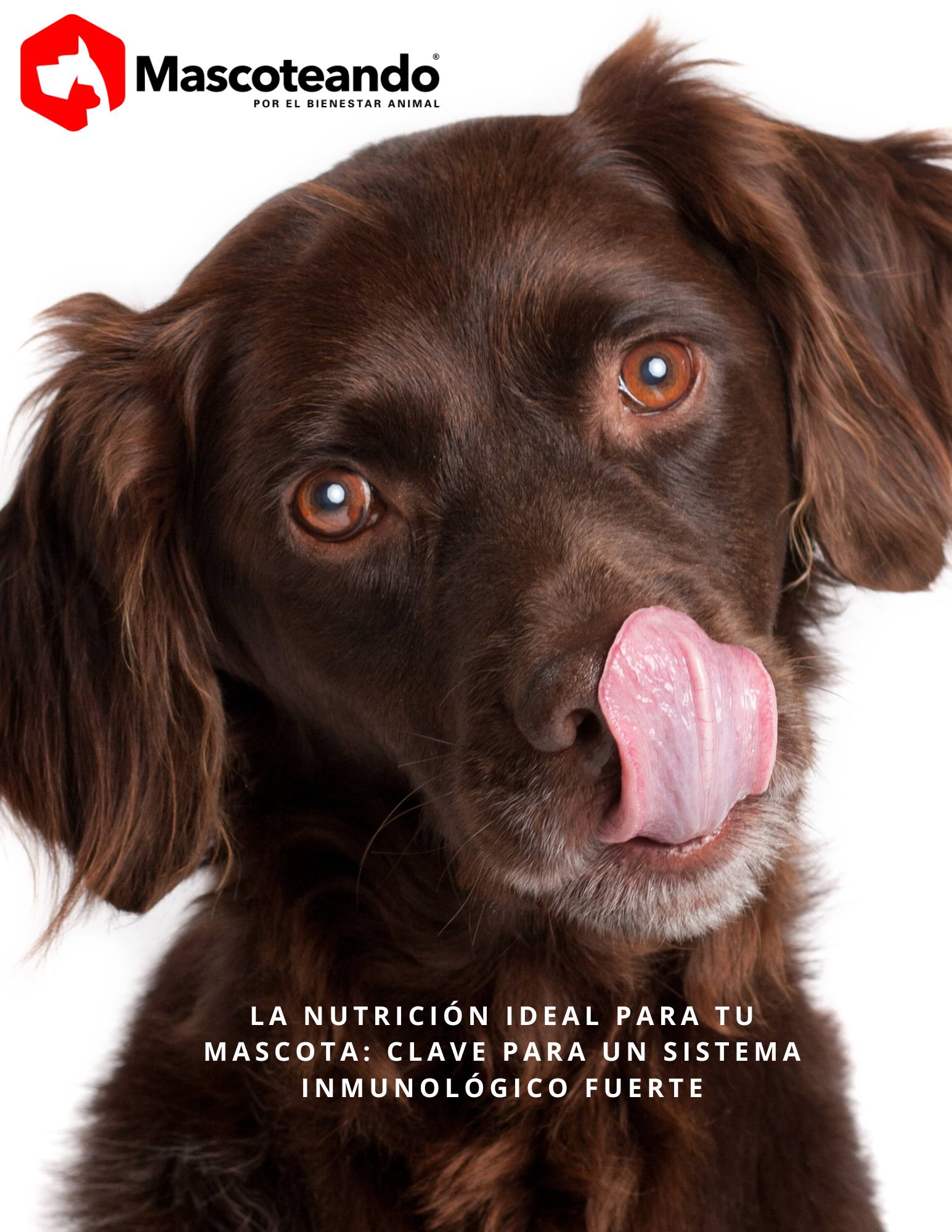 ¿Sabías que con buena alimentación mejorarás el sistema inmune de tu mascota?