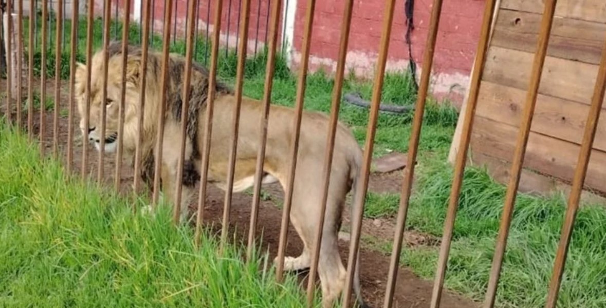 En Zinacantepec Estado de México, policías rescatan a varios animales de una vivienda.