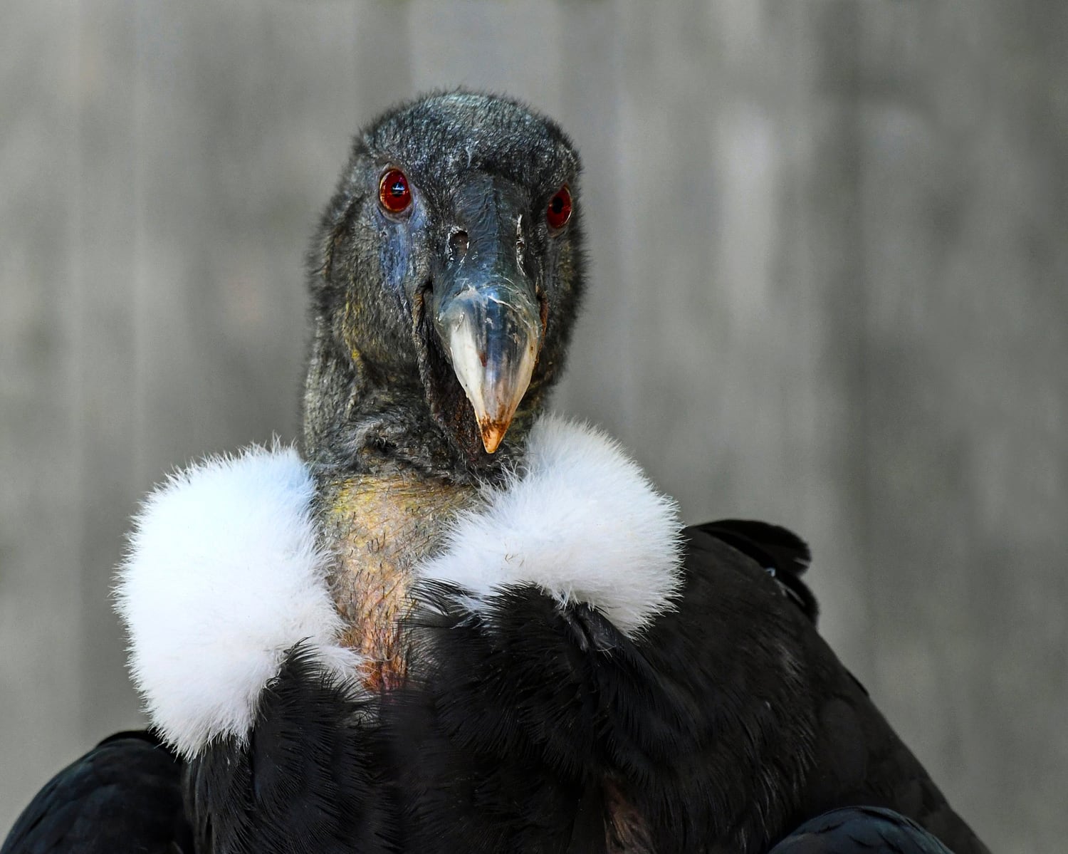 El Cóndor Andino: Majestuosidad en las Alturas de América del Sur