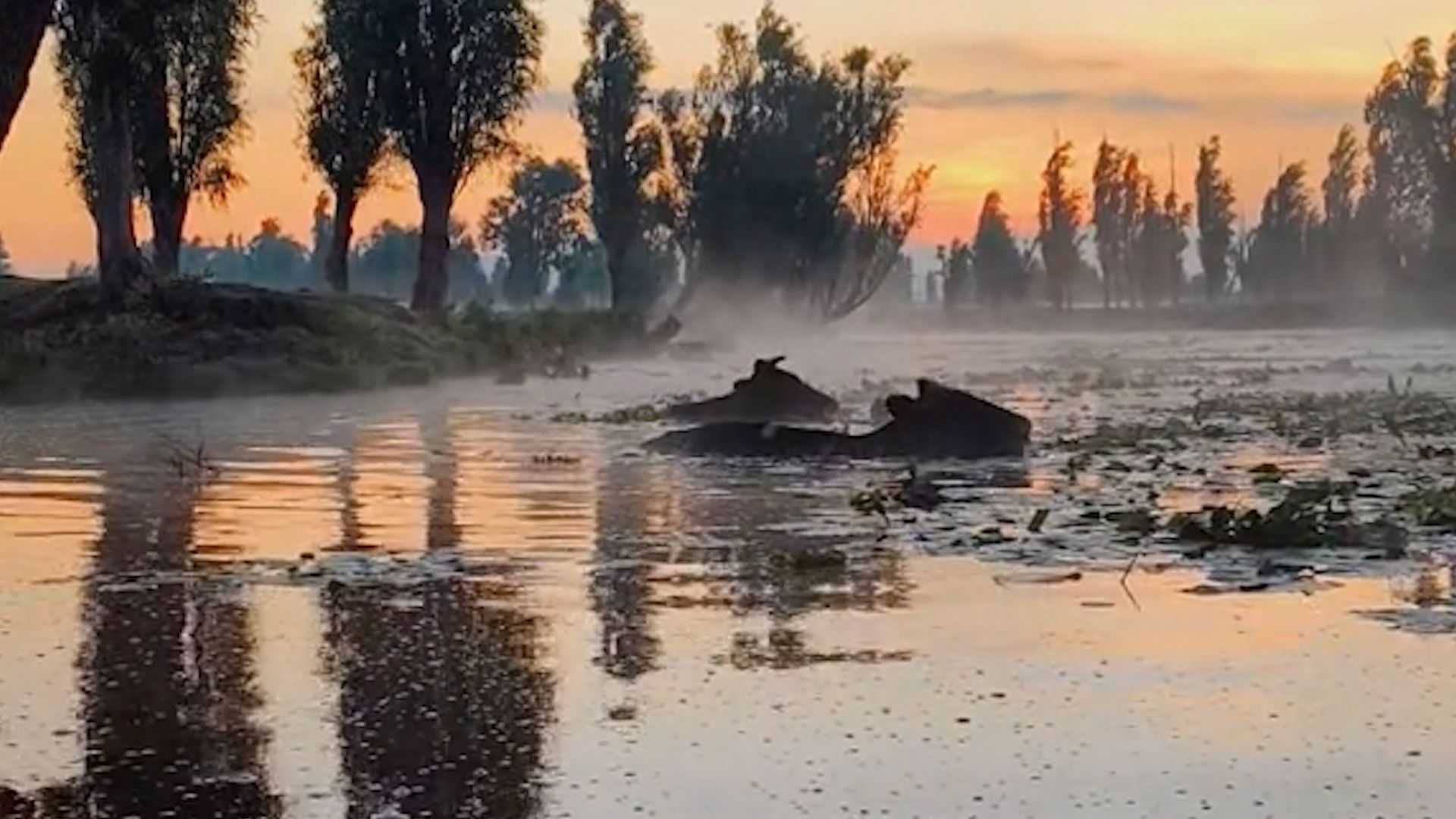 La Vida Silvestre de Xochimilco: Más Allá de las Vaquillas Marinas