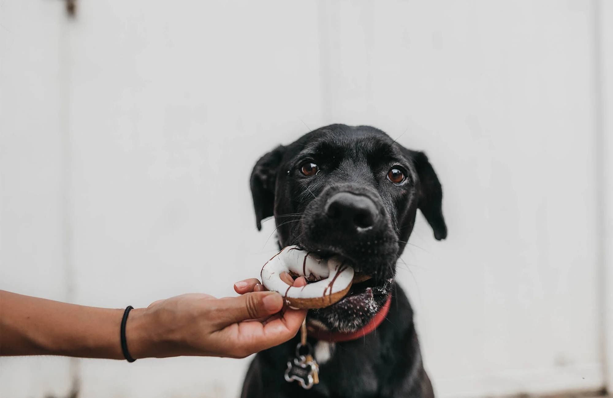 Alimentos que Pueden Ser Peligrosos para los Perros