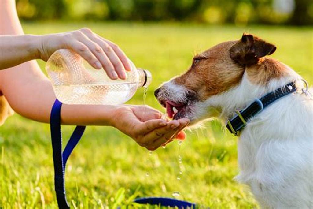 Cómo Reconocer el Golpe de Calor en los Perritos: Signos y Prevención