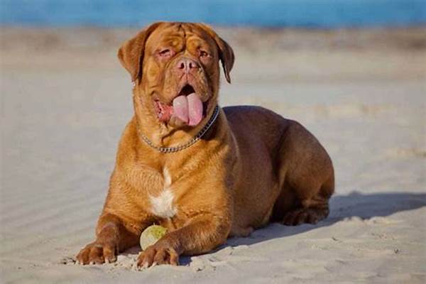 Dogo de Burdeos: El Gigante Francés de Corazón Tierno