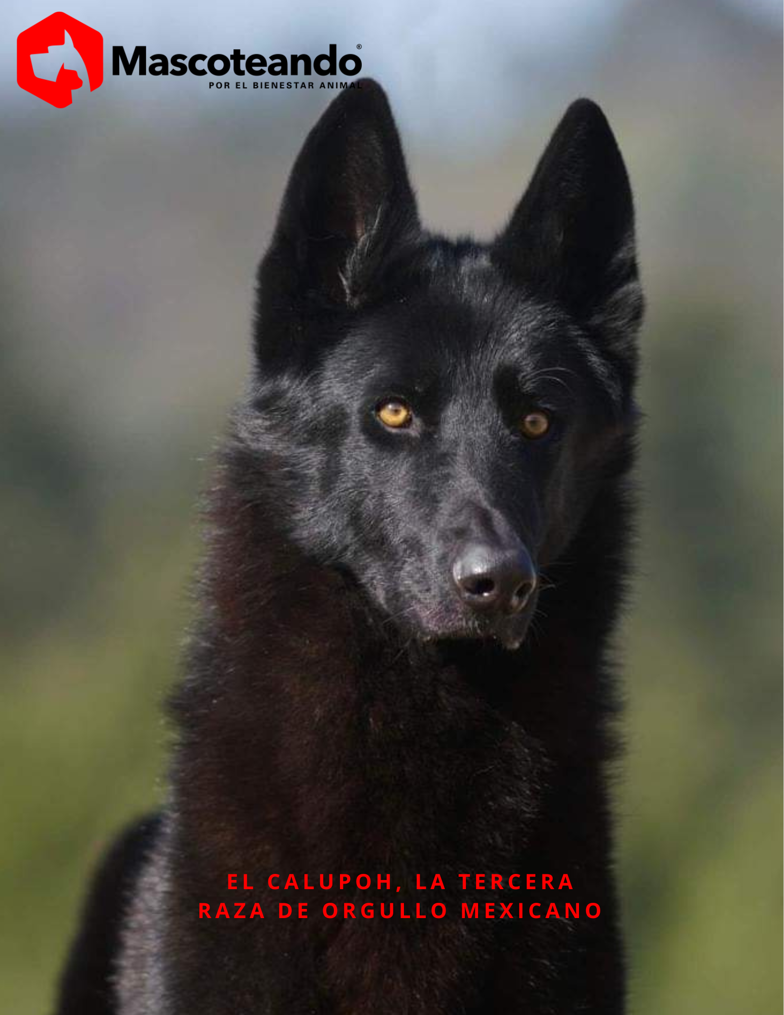 ¿Conoces la nueva raza canina mexicana? El Calupoh el perro lobo mexicano