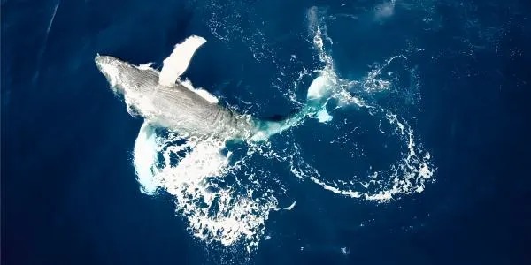 Amenaza del Megaproyecto de Gas en el Golfo de California: Un Riesgo para Ballenas y Biodiversidad