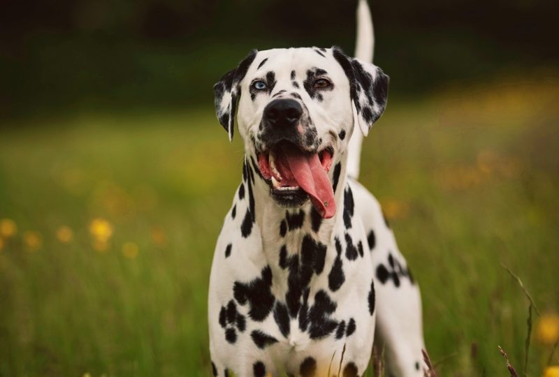 El Dálmata: Un Icono Canino de Elegancia y Energía