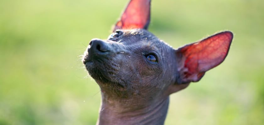 El Xoloitzcuintle: El Guardián Ancestral de México