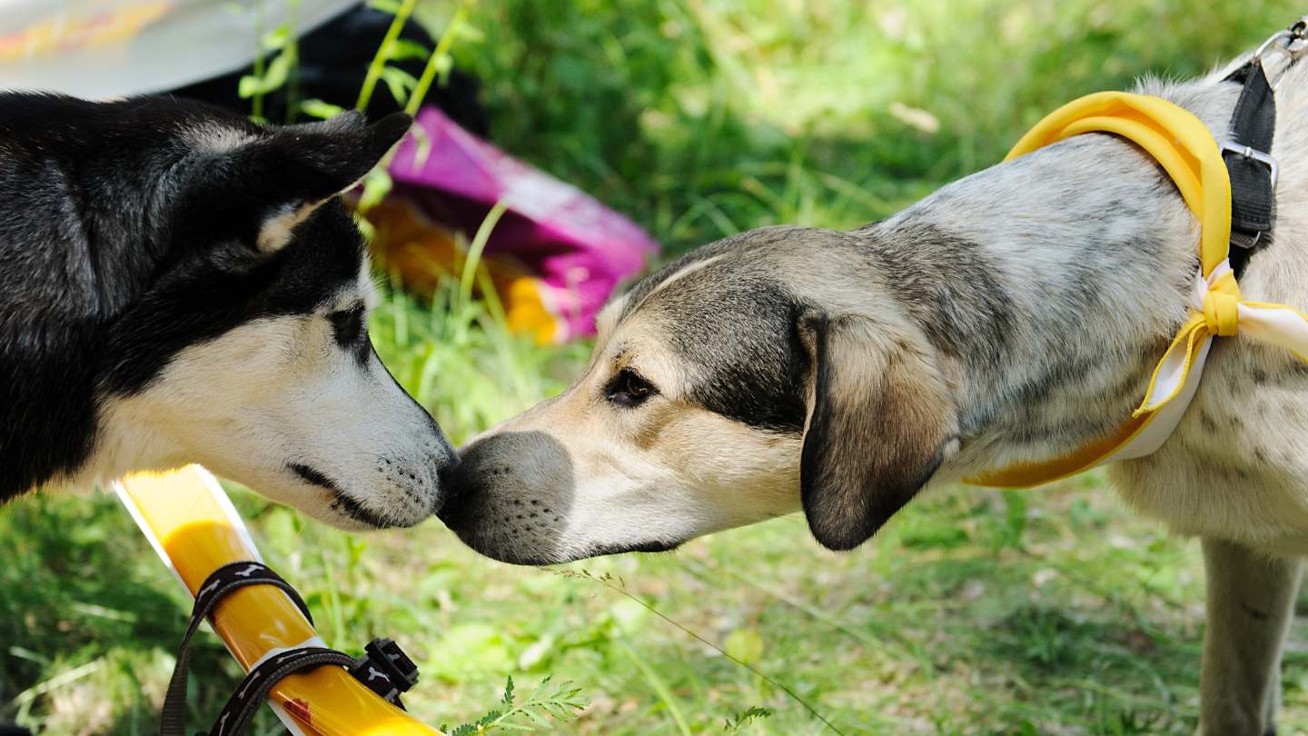 La Testosterona en Perros: Un Análisis Completo