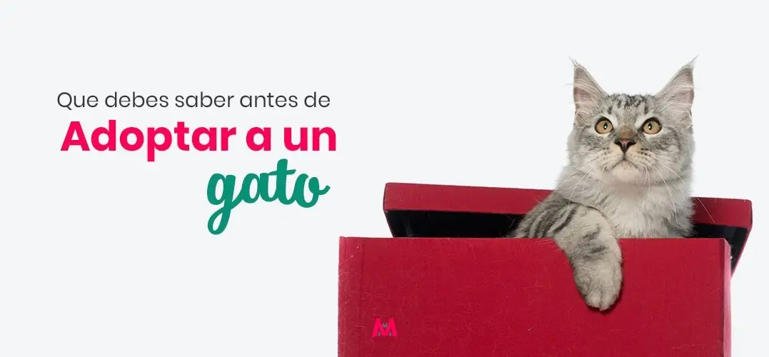 Consideraciones Importantes Antes de Adoptar un Gato