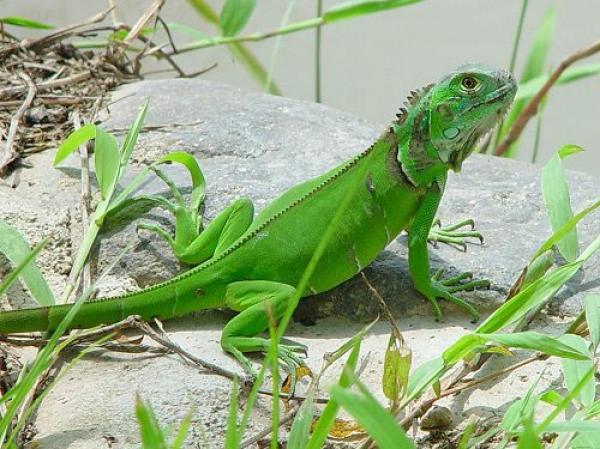 Las Iguanas Verdes: Supervivencia a Caídas desde Grandes Alturas 