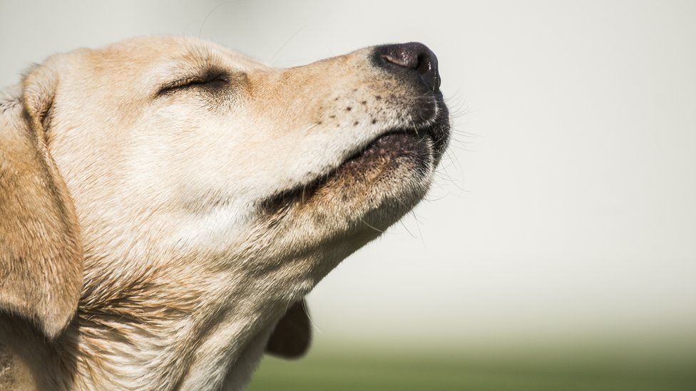 Los perros pueden oler el cáncer: La sorprendente precisión de su olfato para detectar cambios en el cuerpo humano 