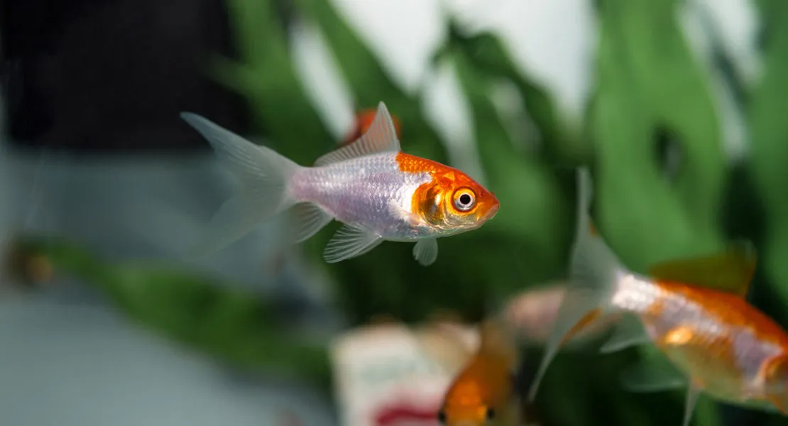 El Fascinante Sueño de los Peces: Cómo Descansan Bajo el Agua