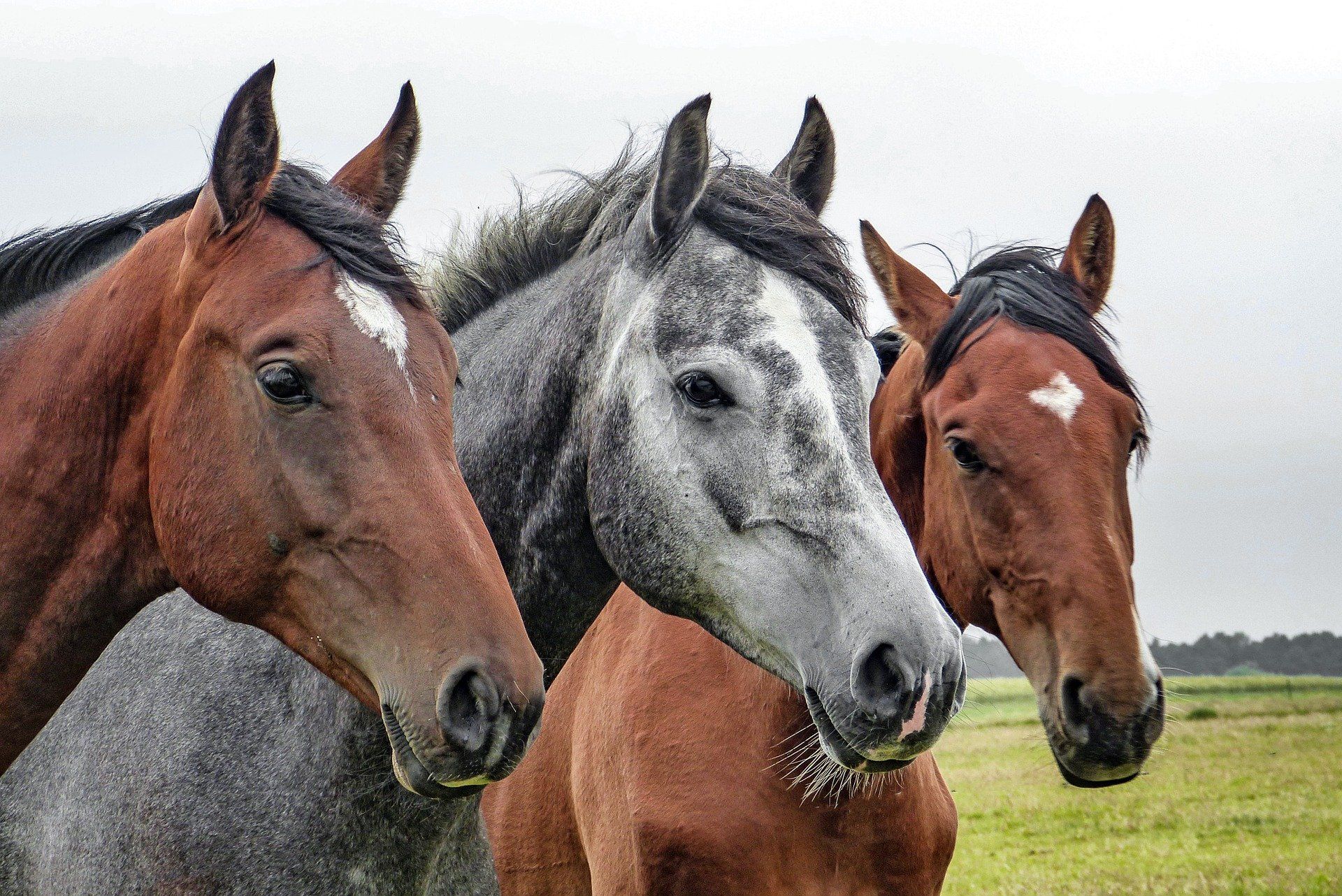 Los caballos pueden dormir de pie: El secreto detrás de su sistema de bloqueo en las piernas 