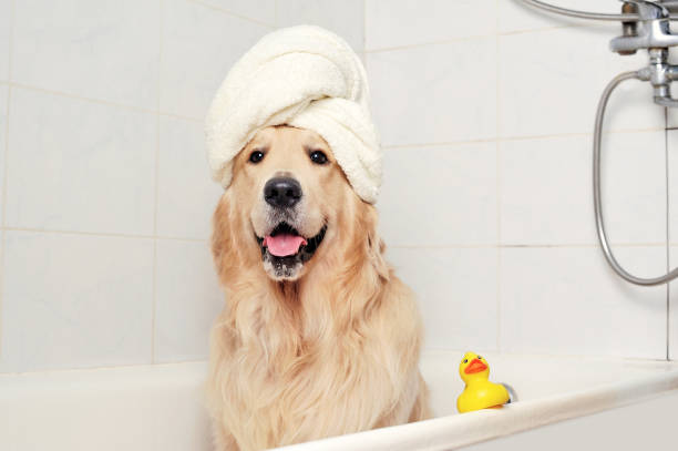 Recomendaciones para Bañar a tu Perrito: Consejos para una Experiencia Positiva