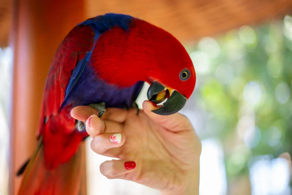 La Capacidad de Imitación Vocal en las Aves: Un Fenómeno Único y Variado