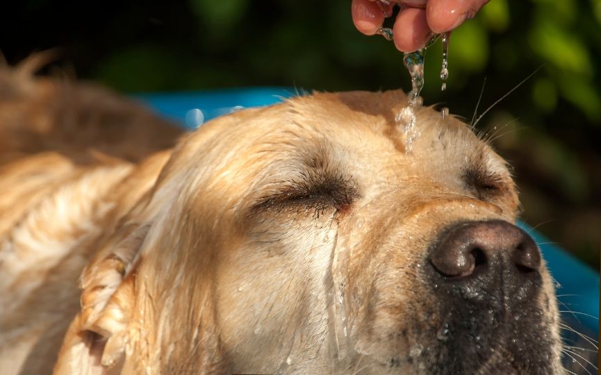 Los Perros y su Asombrosa Capacidad para Detectar Cambios Climáticos 