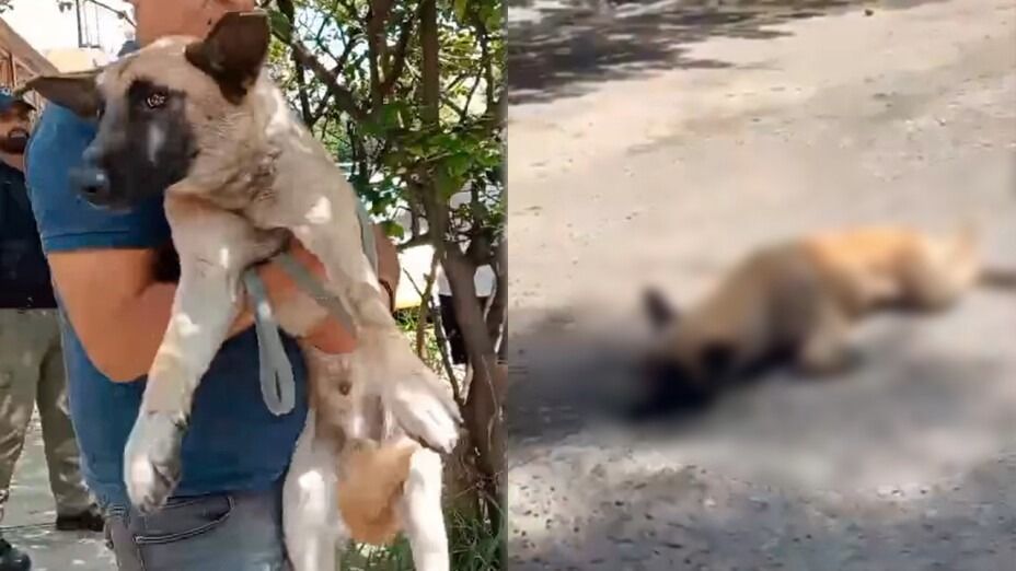 Mujer en Tlaquepaque arrestada por maltrato animal tras arrastrar a un perro callejero