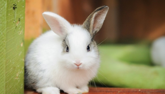 El curioso ronroneo de los conejos: Señal de felicidad 