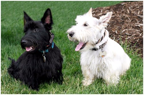 Terrier Escocés: Un Perro de Carácter y Elegancia