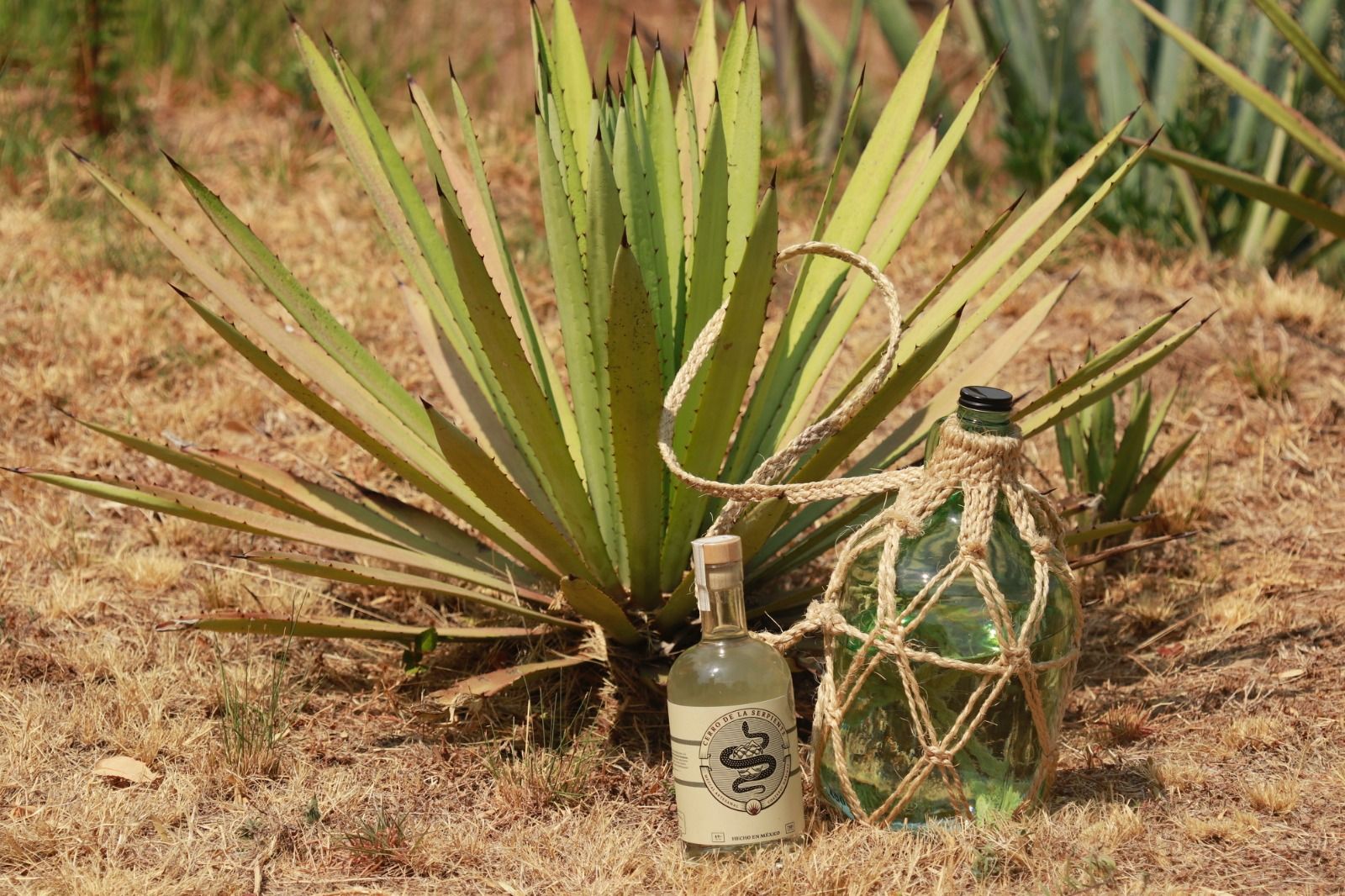 Promueve EdoMéx ruta turística del agave