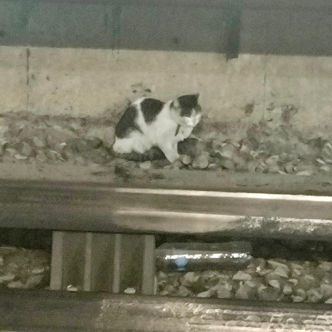 Felino rescatado en las vías del Metro de Garibaldi, Línea 8