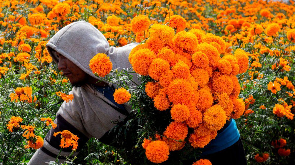 Cempasúchil: La Flor que Enlaza Tradición y Economía en el Estado de México