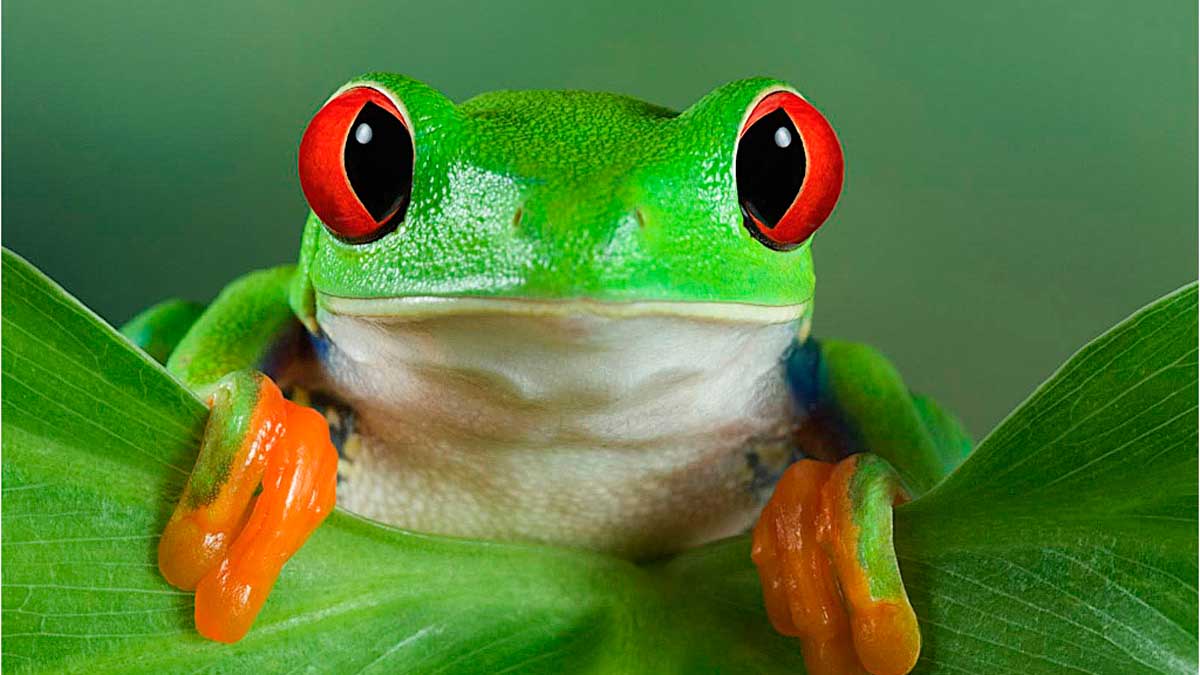 Las ranas mascotas pueden absorber agua a través de la piel: Un sistema natural y eficiente 