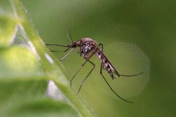 Nebulizaciones contra el dengue en México podrían afectar la salud, alerta especialista