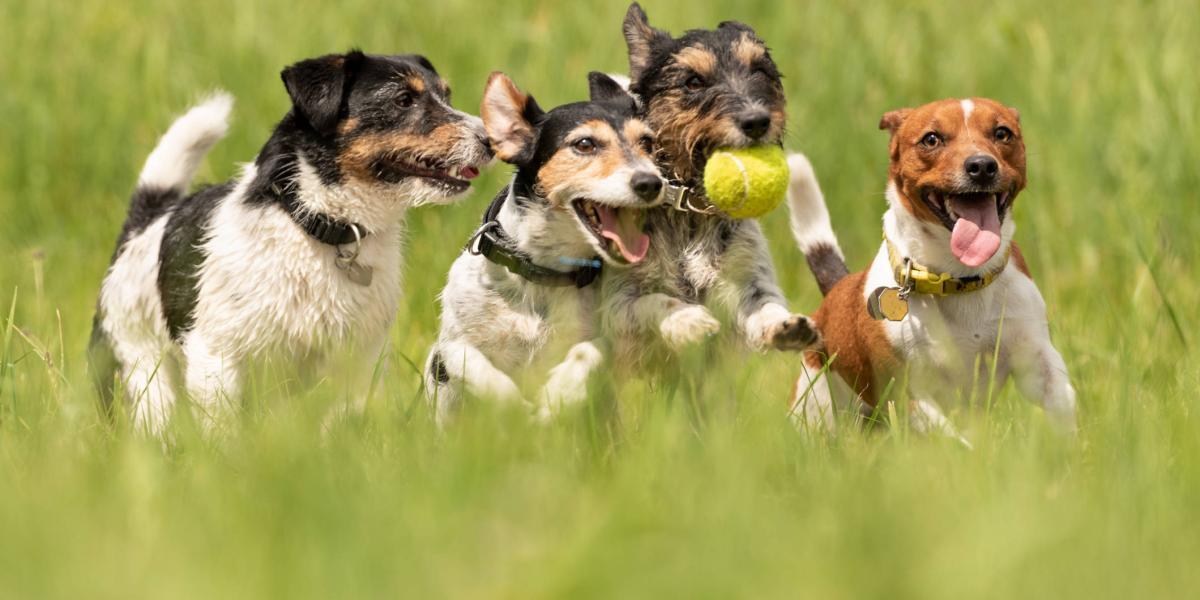 Buscan reforma en Puebla para determinar tutela de mascotas en caso de divorcio