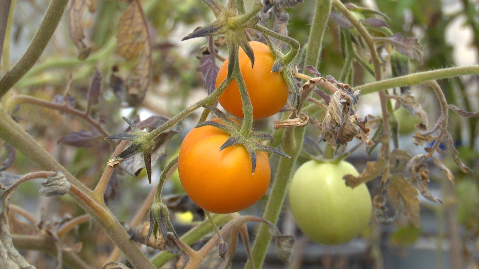 Fruta desarrollada en laboratorio promete ayudar en la lucha contra el Alzheimer