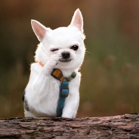 El curioso fenómeno de por qué los perros se parecen a sus dueños, explicado por la ciencia