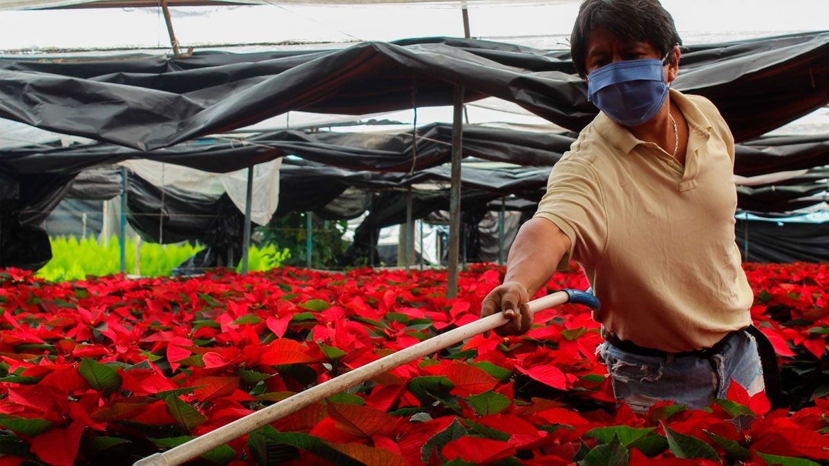 Flor de Nochebuena: Cultivo, Venta y Tradición de San Lorenzo Tlacotepec para Navidad