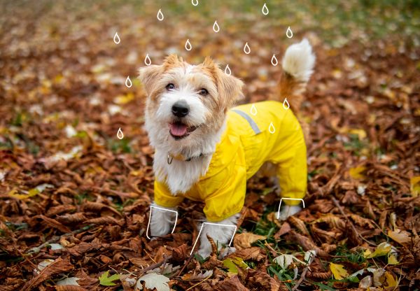 Cómo elegir el abrigo perfecto para proteger a tu perro este invierno