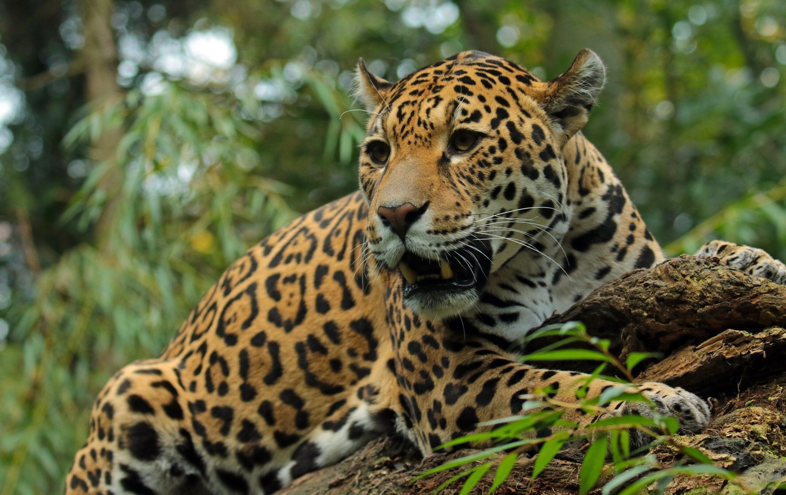 Innovación en Tamaulipas: jaguares ahora cuentan con collares de monitoreo para su cuidado