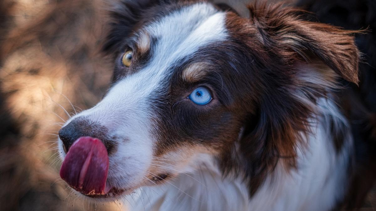 Cuidado animal en invierno: consejos prácticos