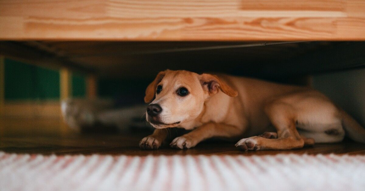 Cómo Cuidar a tu Mascota de la Pirotecnia y Evitar Estrés en Navidad