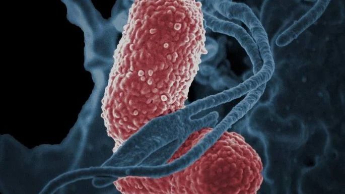 Autoridades investigan vínculo entre insumos médicos y brote de Klebsiella oxytoca en Edomex