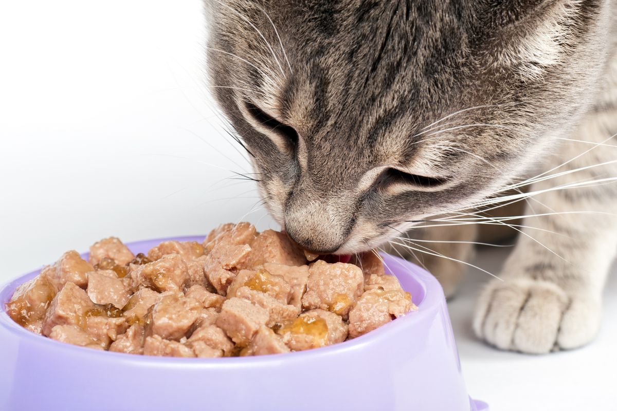 Guía de alimentos navideños que puedes compartir con tu mascota.