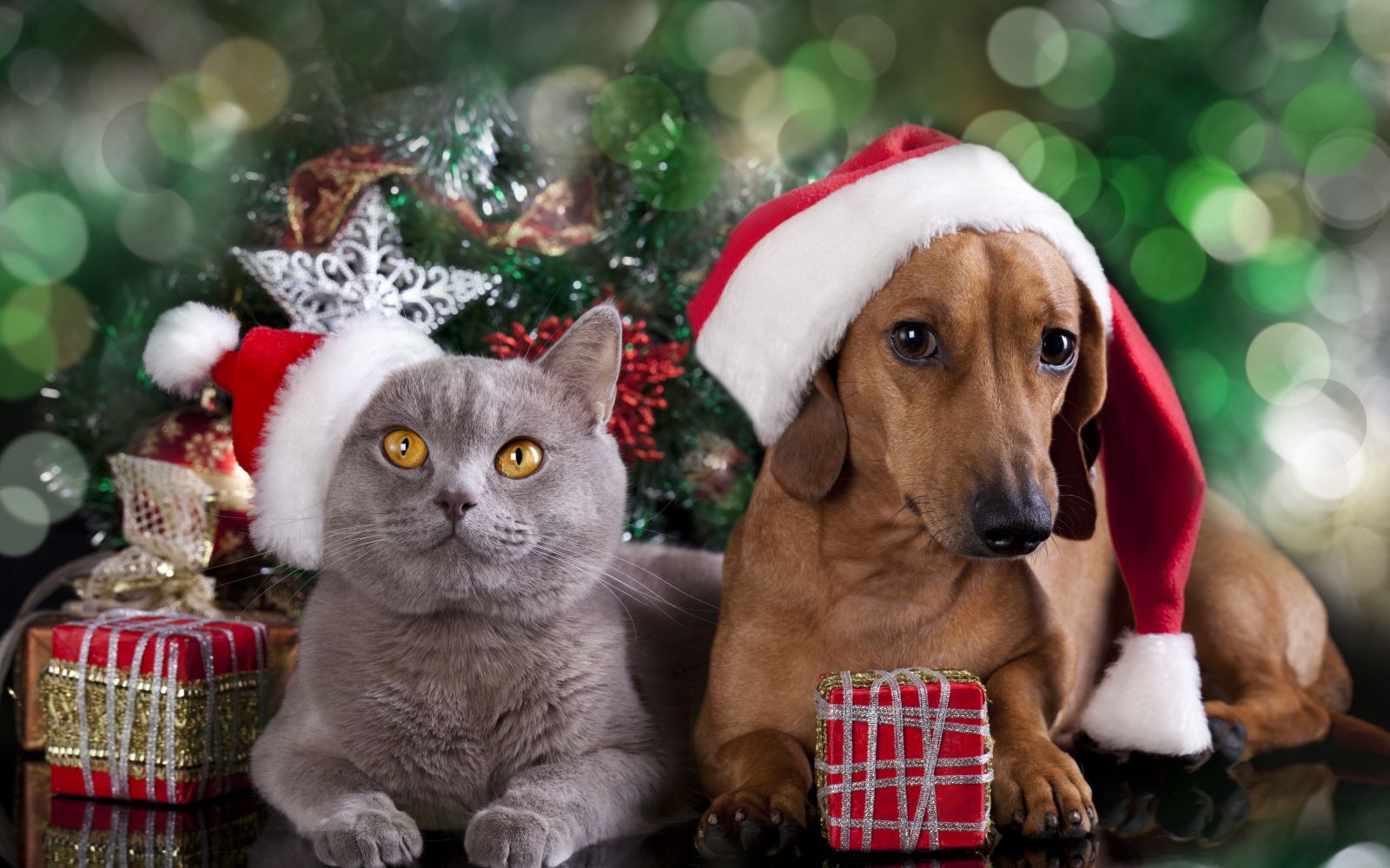 “El SESESP lanza campaña para evitar el maltrato y abandono de mascotas en Navidad”