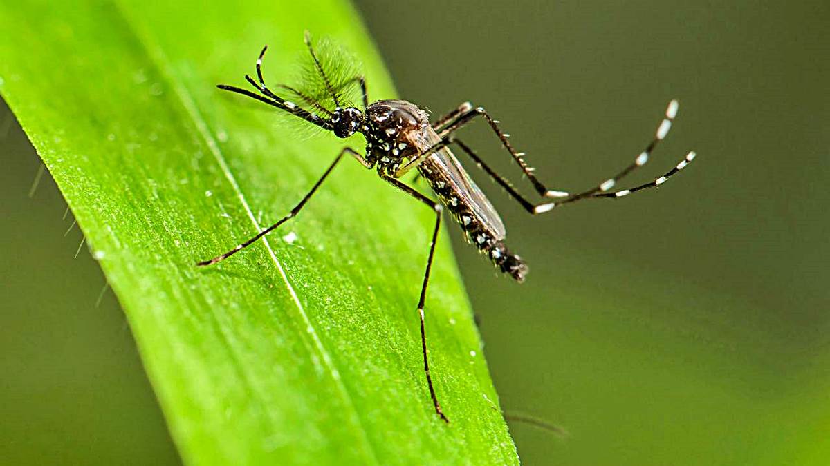 Alerta de la OMS por virus de mosquitos que afecta a América