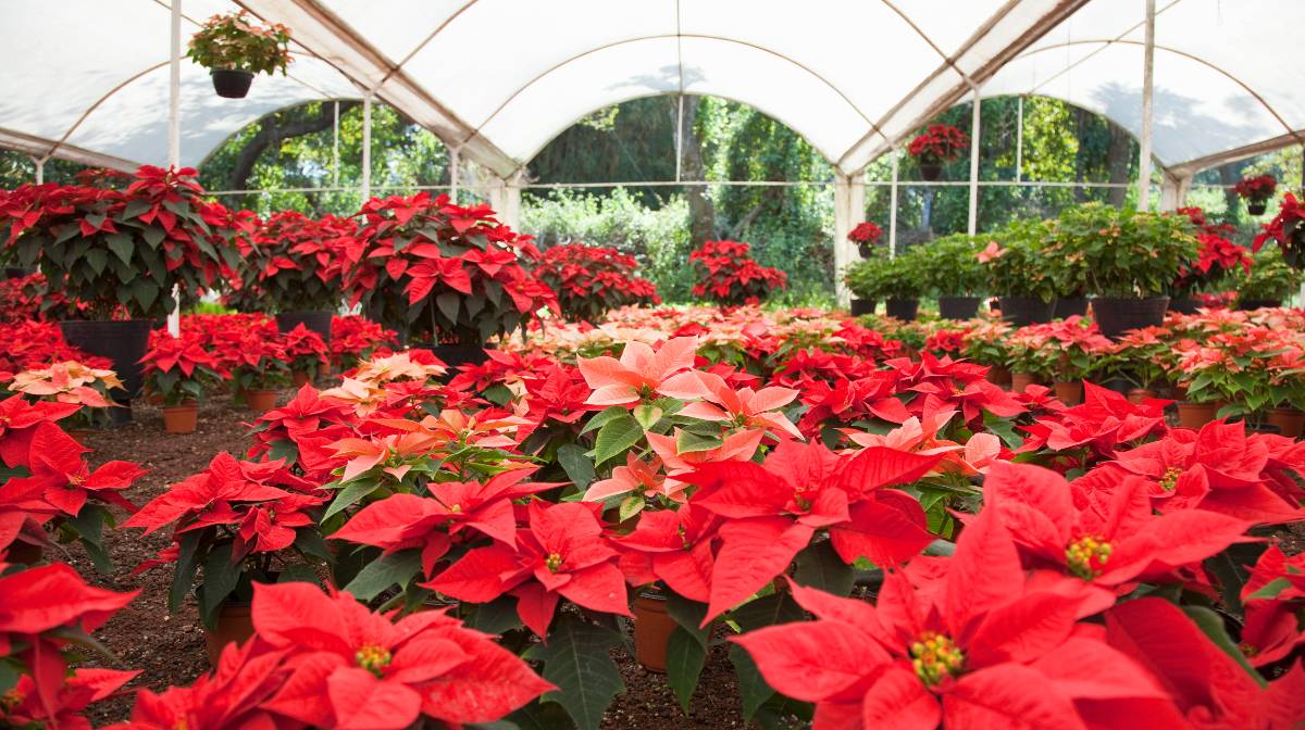 Nombres de la Flor de Nochebuena en México y otros países de Latinoamérica