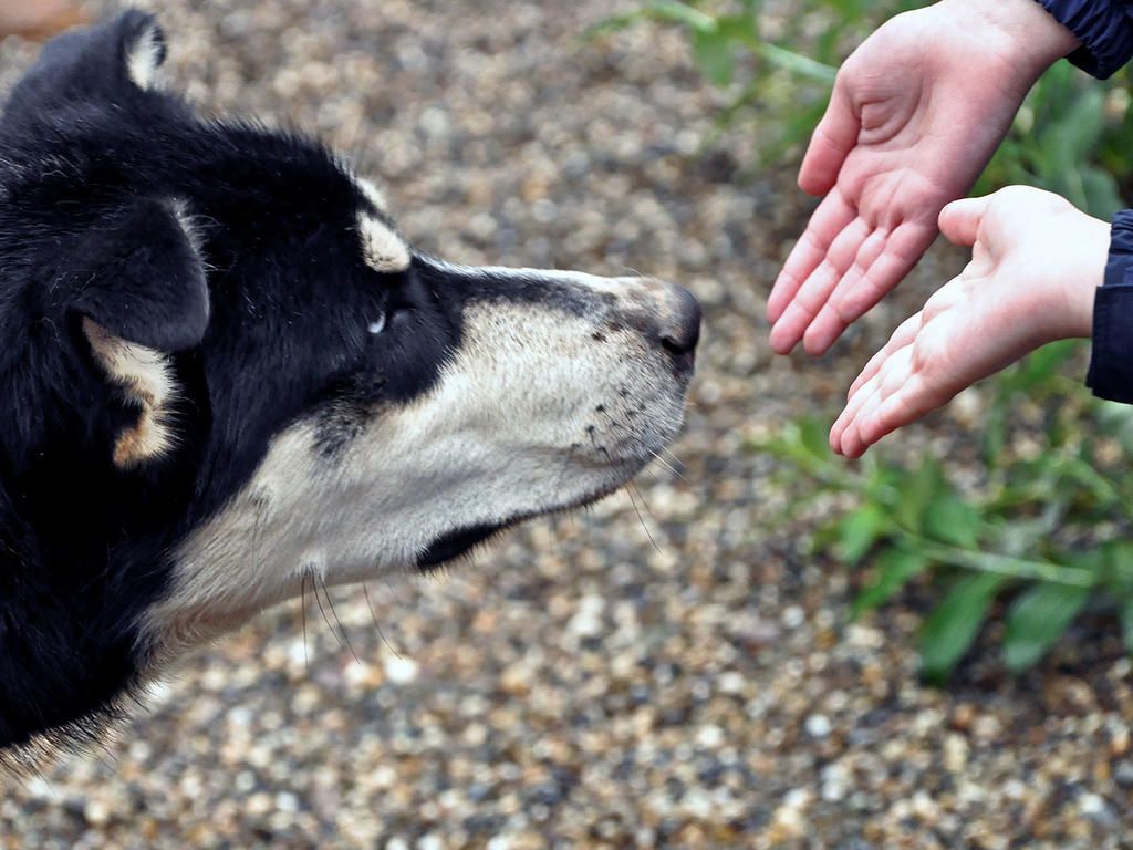 El Estrés Humano Afecta el Comportamiento de los Perros, Según un Estudio de la Universidad de Bristol