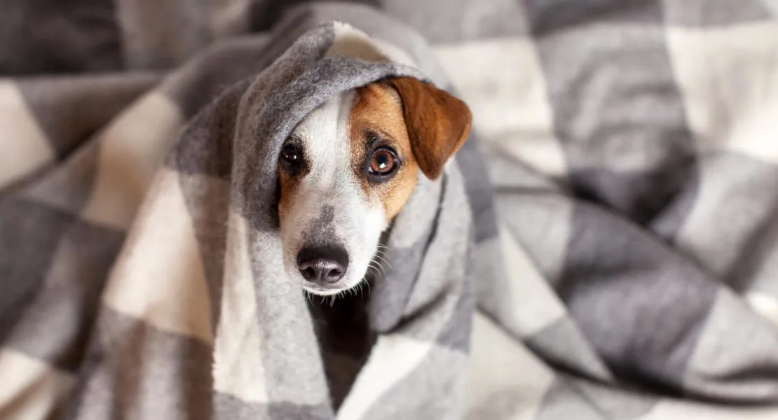 “Cómo mantener a tu mascota segura y cómoda durante el frío invernal”