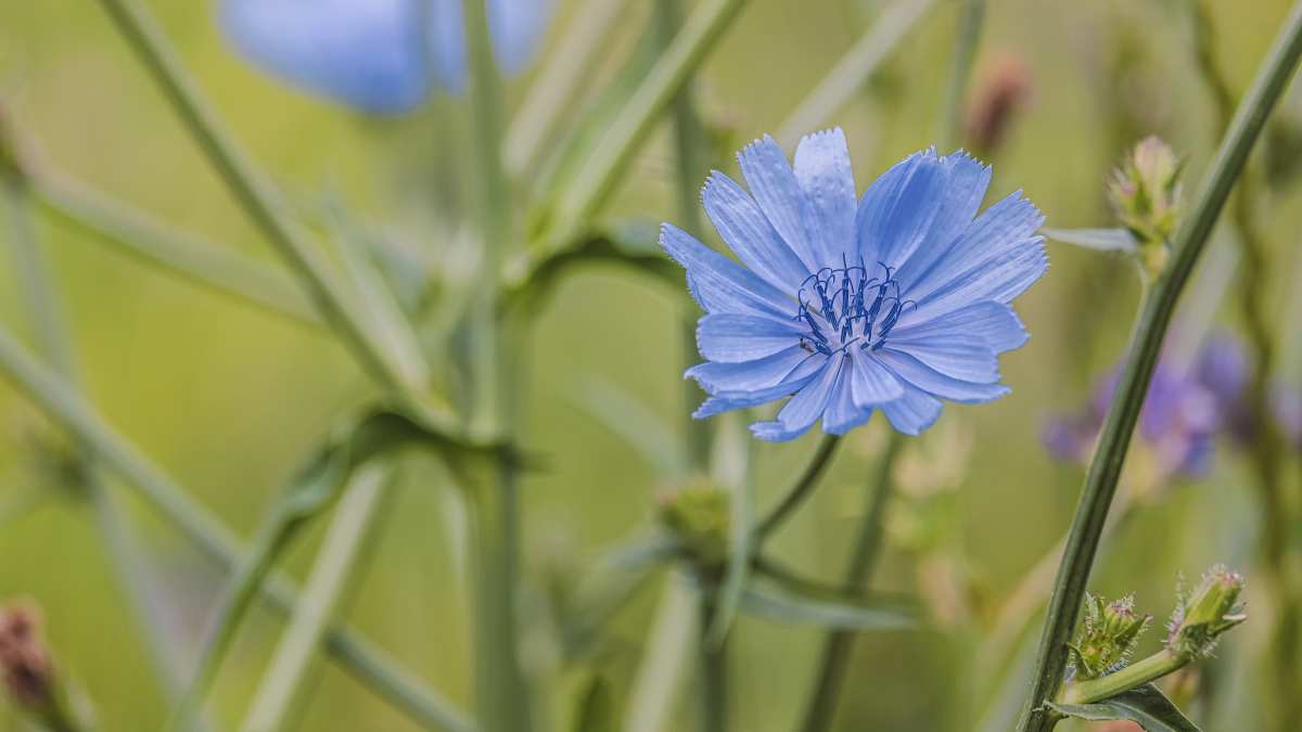 Descubre la planta antioxidante que mejora tu intestino y acelera el adelgazamiento