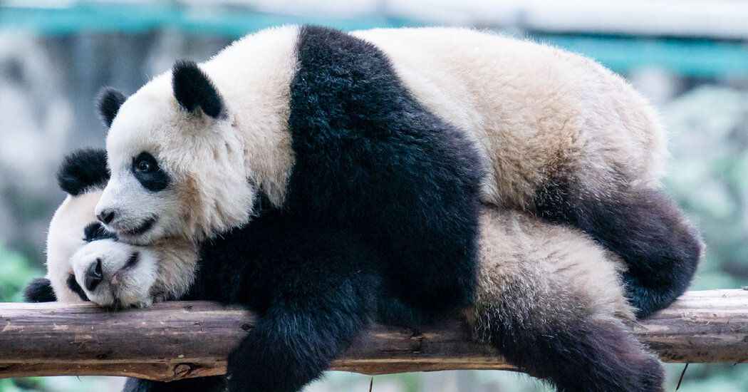 Pandas en cautiverio: entre conservación y desafíos éticos